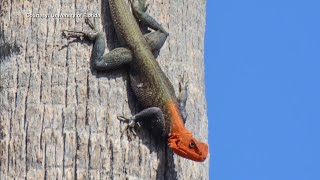 Unusual redheaded reptile spreading across South Florida [upl. by Adalia231]