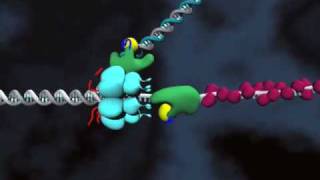 DNA replication Loop release [upl. by Azeel]