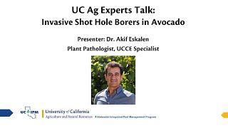 UC Ag Experts Talk Invasive Shot Hole Borers in Avocado [upl. by Trev]