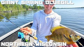 Giant Bluegills in Northern Wisconsin Minocqua 2023 [upl. by Aluk]