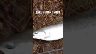 🎣 Rainbow Trout Can Live Up To 20 Years 👴 steelheadfishing troutfishing canada ontario [upl. by Madriene]