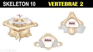 Skeleton 10  Cervical Vertebrae  Atlas  Axis  Transverse foramen  Odontoid Process [upl. by Ecirbaf]