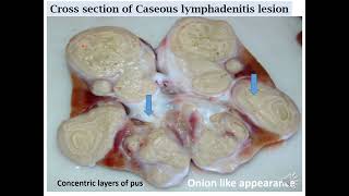 Caseous Lymphadenitis pathology pseudotuberculosis [upl. by Schlicher]