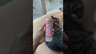 Featuring my cat Zoey ​Zoa White Peach Energy Drink review fyp energydrink gy [upl. by Enovaj]