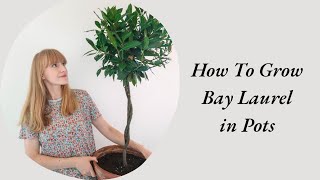 How To Grow Bay Laurel in Pots  Complete Care Guide [upl. by Cherey]