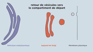 MOOC côté cours  Lappareil de Golgi le transport vésiculaire [upl. by Gunthar563]