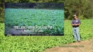 Food Plot 1  Brassicas  Results and Deer utilization [upl. by Aihsyt]