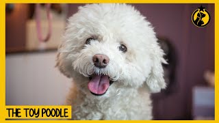 Toy Poodle Dog 101 Everything You Need to Know [upl. by Ymirej]