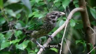 Spotted Catbird [upl. by Meris560]