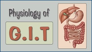 Easy Physiology  GIT  2Salivary Secretion amp Swallowing Mechanism [upl. by Willa599]