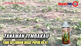 Tanaman Tembakau Oper Dosis Pupuk Kilat Ikuti Petunjuk Pemakaian Biar Aman [upl. by Elleuqar]