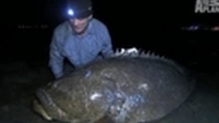 350lb American Grouper  River Monsters [upl. by Eivlys]