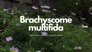 Brachyscome multifida  Australian Native Plant Profile  Pollinator Attracting Plants [upl. by Alyakcim]