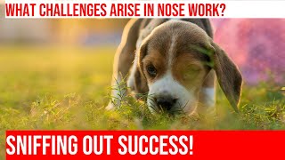 Troubleshooting Nose Work Training for Beagles [upl. by Hcire]