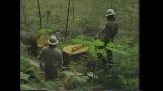 Valentine Logging  Coffman Cove Alaska  1983 [upl. by Wendeline363]