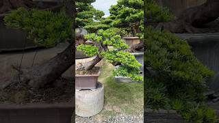 整理maintenancepruning for podocarpus Podocarpus 晶鑽羅漢松 [upl. by Ricky]