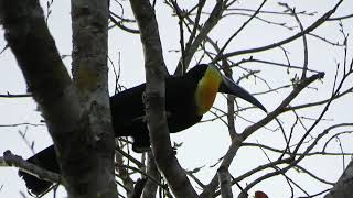 Channelbilled Toucan Ramphastos vitellinus [upl. by Arreit]