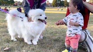 My dog made a baby cry at the park [upl. by Aidan]