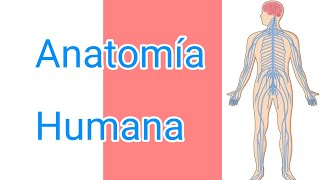 Anatomía humana y sus sistemasParte 2Enfermeríaanatomiahumana enfermería [upl. by Aikkan]