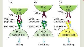 MHC Restriction Part 1 MHC Restriction Experiment  CSIR NET PYQ  GATE  Immunology [upl. by Winslow]