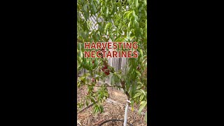 Harvesting Nectarines2mp4 [upl. by Yetac]