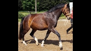 Lunging with the cavesson basic communication basics in shoulder control [upl. by Melanie]