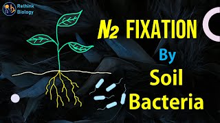 Nitrogen Fixation by Soil Bacteria [upl. by Ettenyl]