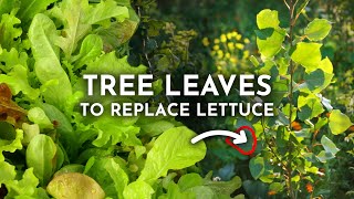 Grow Edible Tree Leaves Instead of Lettuce amp Spinach [upl. by Secunda622]