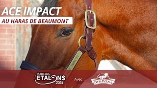 ACE IMPACT Route des Étalons Dynavena 2024 au Haras de Beaumont avec Mathieu Alex [upl. by Mapel806]