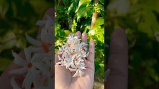 Parijat ke phool parijat flowers gardenflowers homegardens yt ytshort viralvideo mimi [upl. by Anitnamaid]