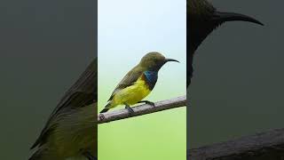 Olivebacked Sunbird wildlifephotography shotsvideo birdphotography birds wildlife [upl. by Lednyc]