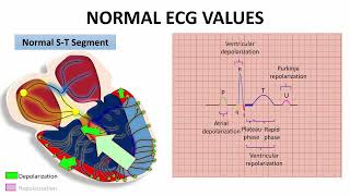 PR amp ST SEGMENTS AND J POINT quotNORMAL ECG VALUESquot  NARCOSIS😴🤤 [upl. by Moise]