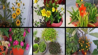 Summer seasonal Flowering🌸🏵🌸🌻🌻🌼🌻🌼 amp non flowering plants 2 April 2019 [upl. by Jerad73]