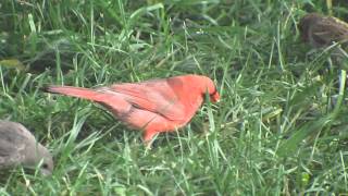 Cardinal feeding baby cowbird brood parasiting [upl. by Anuahsal]