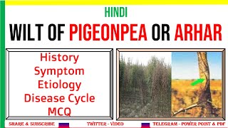 Wilt of Arhar or Pigeonpea History Symptom Etiology Disease Cycle MCQ  Fusarium udum  PAL 1 [upl. by Edualc]