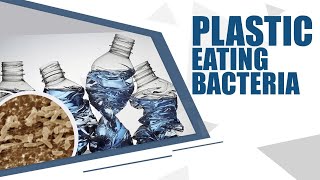 Wastewater bacteria possess the ability to decompose plastic as a source of food [upl. by Aihsercal319]