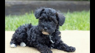 Mini Schnoodle Puppies for Sale [upl. by Syman379]