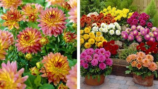 How to Plant Dwarf Gallery Dahlias SummerAutumn Guide [upl. by Cam]