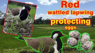 red wattled lapwing sheltering the eggs in paddy field [upl. by Ailugram]