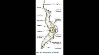 how to draw trypanosoma gambiense [upl. by Constantin]