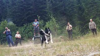 Karelian bear dog in action [upl. by Peonir]