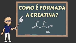 Como a creatina é formada no corpo humano [upl. by Lleuqram]