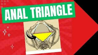 Anal triangle  Anatomy location and contents of the anal triangle [upl. by Nnaassilem]