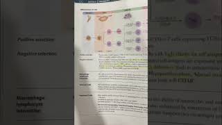 Positive and negative selection in thymus immunology medicalstudent mbbs usmle firstaid [upl. by Nie]