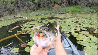 Frog Fishing For Bass  Epic Topwater Blowups [upl. by Nadine]