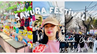 Sakura Matsuri 2024  Cherry Blossoms Festival  Japan [upl. by Arratal]