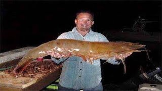 Biggest Shrimp Ever Caught [upl. by Lamberto661]