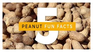 5 Fun Facts about Peanuts and Peanut Butter [upl. by Rainie]