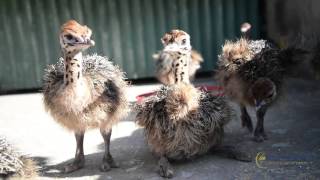 Highgate Ostrich show farm Oudtshoorn [upl. by Madai]