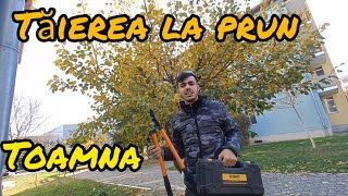 ‼️Tăierea pomilor fructiferi toamna🤝Ghid complet‼️✅️ trending youtube vlog tutorial [upl. by Danialah]